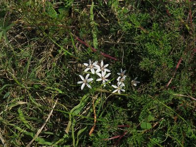 Trachyandra hispida, photographed by Jeremy Gilmore