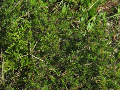 Cliffortia juniperina, photographed by Jeremy Gilmore