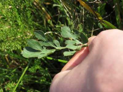 Lichtensteinia obscura, photographed by Jeremy Gilmore