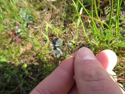 Heliophila pusilla, photographed by Jeremy Gilmore