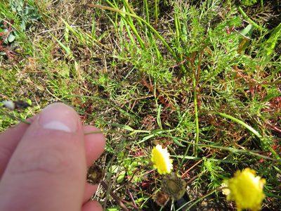 Heliophila pusilla, photographed by Jeremy Gilmore
