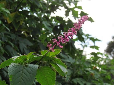 Phytolacca thyrsiflora, photographed by Daniel Cavallari