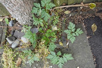 Geranium yeoi, photographed by Jon Sullivan