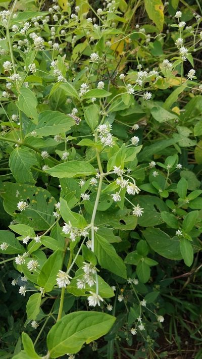 Alternanthera pubiflora, photographed by geralg