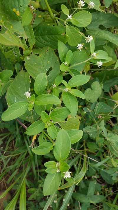 Alternanthera pubiflora, photographed by geralg