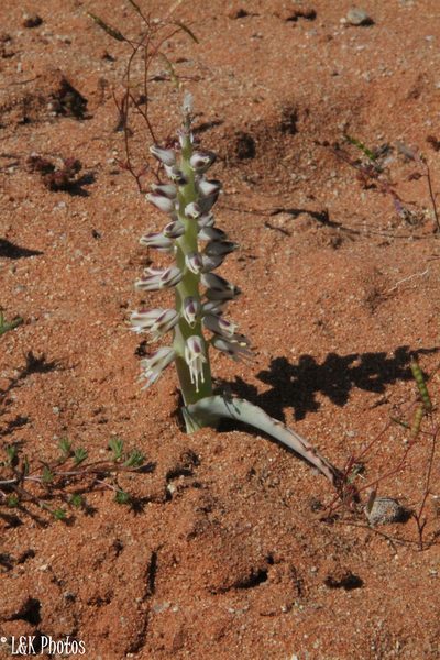 Lachenalia xerophila, photographed by lallen