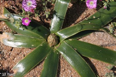 Coilonox secundum, photographed by lallen