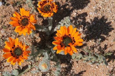 Arctotis fastuosa, photographed by lallen