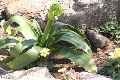Ethesia xanthochlora, photographed by lallen