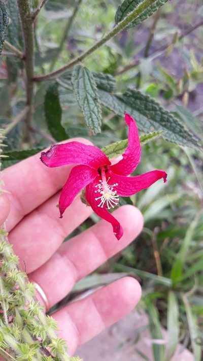 Pavonia angustipetala, photographed by Edson Luis Fabro Gasperin