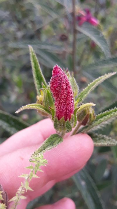 Pavonia angustipetala, photographed by Edson Luis Fabro Gasperin