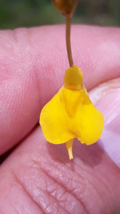 Utricularia laxa, photographed by Edson Luis Fabro Gasperin