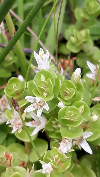 Lysimachia filiformis, photographed by Edson Luis Fabro Gasperin