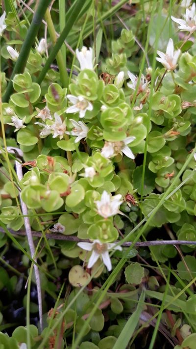 Lysimachia filiformis, photographed by Edson Luis Fabro Gasperin