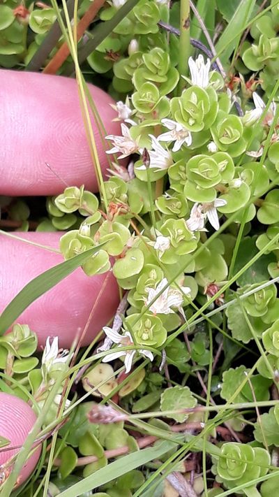 Lysimachia filiformis, photographed by Edson Luis Fabro Gasperin