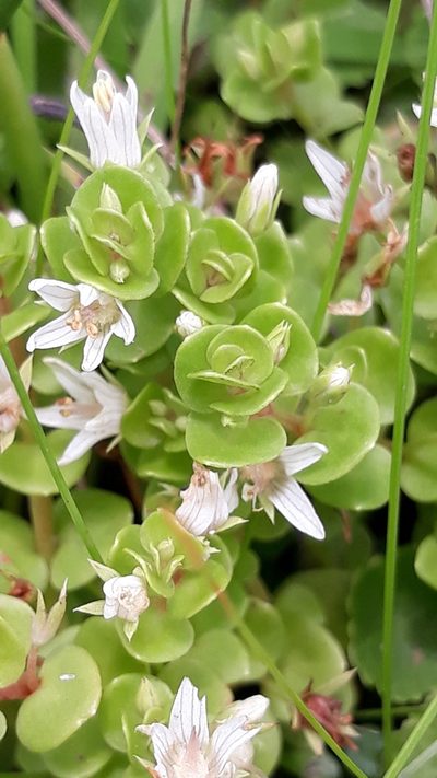 Lysimachia filiformis, photographed by Edson Luis Fabro Gasperin