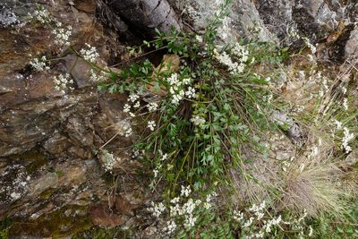 Gingidia decipiens, photographed by John Barkla