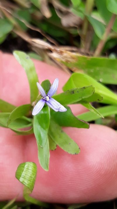 Heteranthera zosterifolia, photographed by Edson Luis Fabro Gasperin