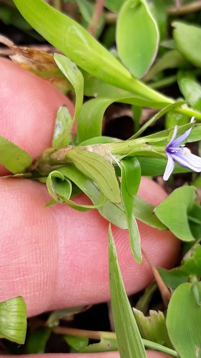 Heteranthera zosterifolia, photographed by Edson Luis Fabro Gasperin