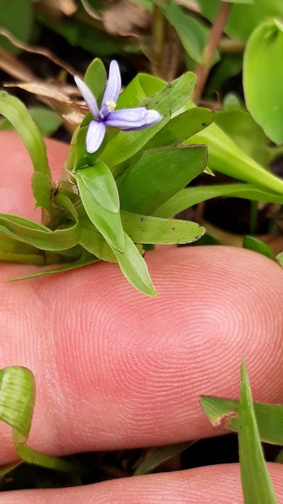 Heteranthera zosterifolia, photographed by Edson Luis Fabro Gasperin