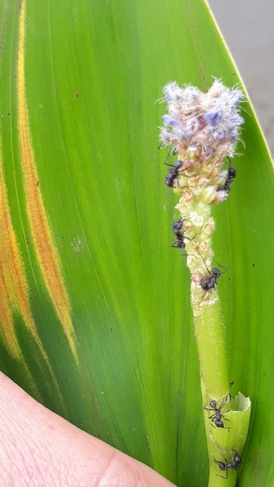 Pontederia gigantea, photographed by Edson Luis Fabro Gasperin