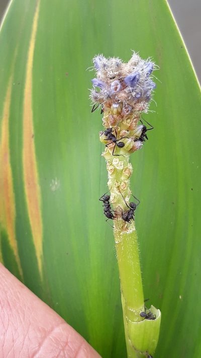 Pontederia gigantea, photographed by Edson Luis Fabro Gasperin
