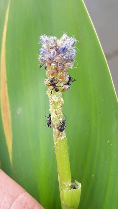Pontederia gigantea, photographed by Edson Luis Fabro Gasperin