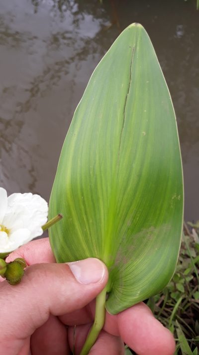 Pontederia gigantea, photographed by Edson Luis Fabro Gasperin