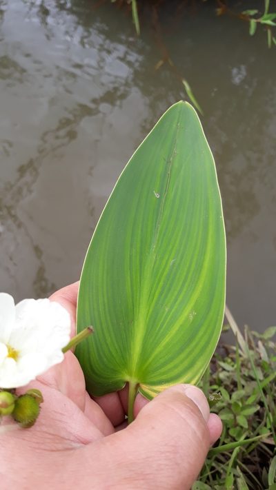 Pontederia gigantea, photographed by Edson Luis Fabro Gasperin