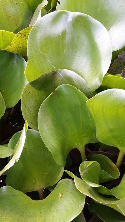 Pontederia heterosperma, photographed by Edson Luis Fabro Gasperin