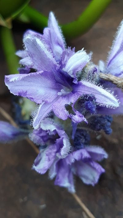 Pontederia heterosperma, photographed by Edson Luis Fabro Gasperin