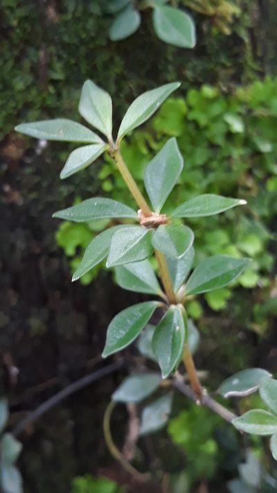 Peperomia rhombea, photographed by Edson Luis Fabro Gasperin