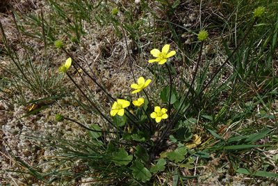 Ranunculus multiscapus, photographed by John Barkla