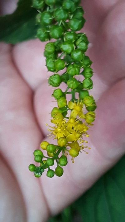 Abatia angeliana, photographed by Edson Luis Fabro Gasperin
