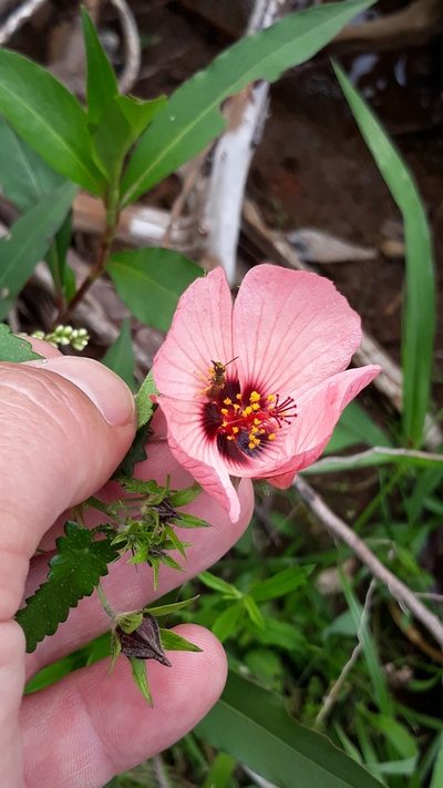 Pavonia psilophylla, photographed by Edson Luis Fabro Gasperin