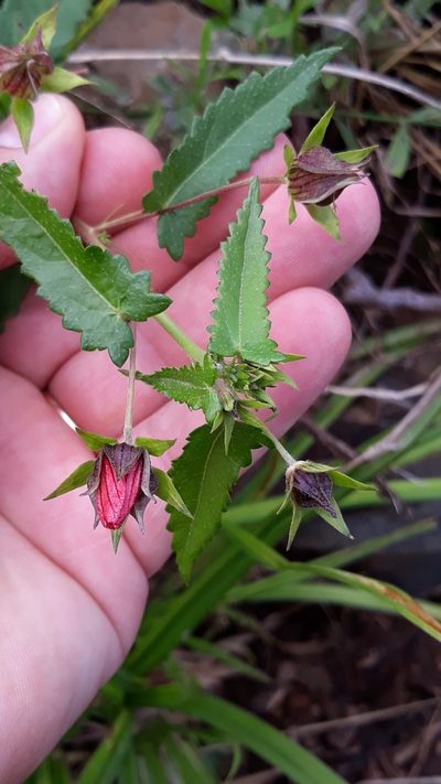 Pavonia psilophylla, photographed by Edson Luis Fabro Gasperin