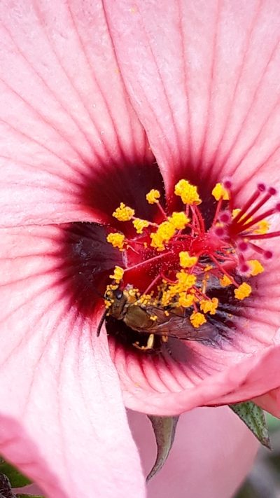 Pavonia psilophylla, photographed by Edson Luis Fabro Gasperin
