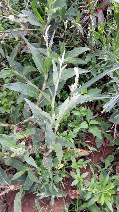 Persicaria acuminata, photographed by Edson Luis Fabro Gasperin