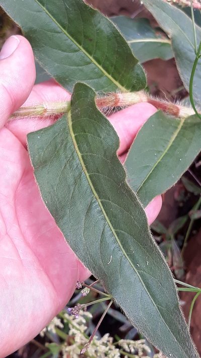 Persicaria acuminata, photographed by Edson Luis Fabro Gasperin