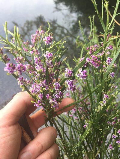 Carmichaelia odorata, photographed by gregs