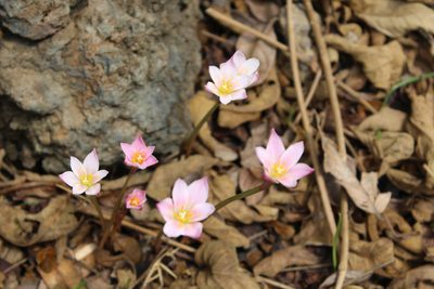 Zephyranthes fosteri, photographed by Samantha Dauguet