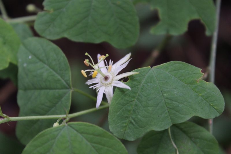 Passiflora pavonis, photographed by Samantha Dauguet