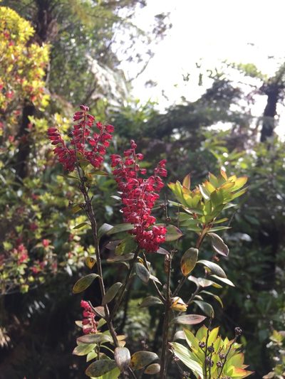 Archeria racemosa, photographed by Chris Parminter