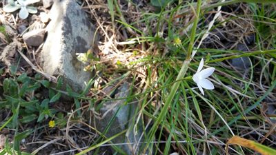 Wahlenbergia ramosa, photographed by naturewatchwidow