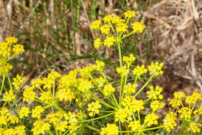 Cachrys sicula, photographed by Drepanostoma