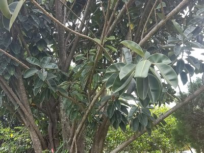Ficus elastica, photographed by Ong Jyh Seng