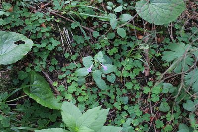 Clinopodium grandiflorum, photographed by Dmitriy Bochkov