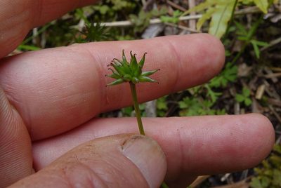 Anemonastrum tenuicaule, photographed by John Barkla