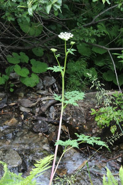 Selinum alatum, photographed by Dmitriy Bochkov