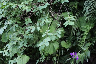 Lonicera caucasica, photographed by Dmitriy Bochkov